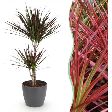 Dracaena Magenta Arbre à Sang de Dragon Plante d'Intérieur avec Pot Gris 21 cm Hauteur 90-100 cm - PANGIVO (1/5)