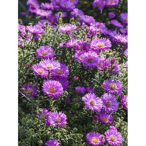 Aster nain 'Heinz-Richard' Godet de 8/9 cm (1/2)