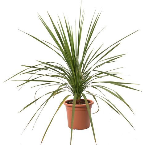 Dracaena Indivisa - H 100-125 cm Vaso da Coltura Ø 24 cm (1/3)