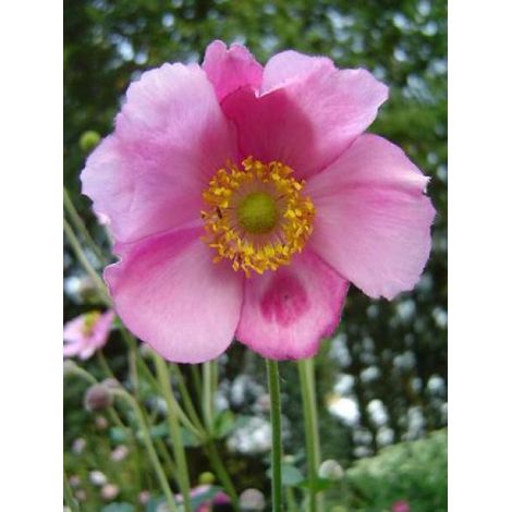 Anémone du Japon 'Rosenschale' Godet de 8/9 cm