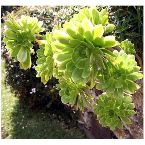 Aeonium arboreum 2 talee/head cuttings