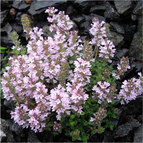 Thym chevelu comosus/Godet - 5/20 cm (1/5)