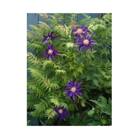 Clématite 'Couronne Royale' Pot de 1,5L/2L (1/2)