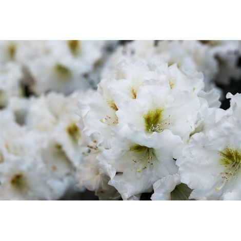 Yaku-Rhododendron 'Bohlken´s Snow Fire'® Rhododendron yak.'Bohlken's Snow Fire' -R- C 3 25- 30