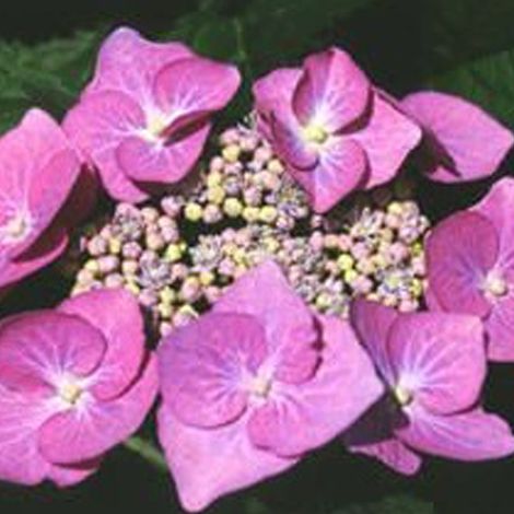 Hortensia  - Hydrangea 'Teller Rose'  - 25-30 cm pot