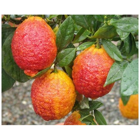 Vivaio Garden Forest – Citronnier rouge en pot 24 – Arbre fruitier à feuillage persistant – Exposition ensoleillée – Fruits aigres à peau épaisse