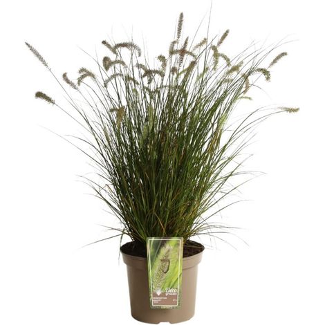 Herbe aux écouvillons Hameln' - Pennisetum alopecuroides Hameln' pot 7,5L (1/2)