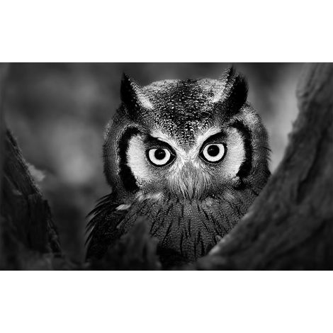 Affiche animaux hibou et ses aigrettes - 60x40cm - made in France (1/5)