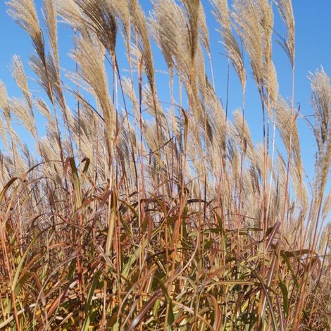 Miscanthus sinensis 'Silberfeder' – Roseau de Chine – Hauteur 150-200 cm – Feuillage étroit vert argenté – Grandes panicules blanches en fin d'été (1/3)
