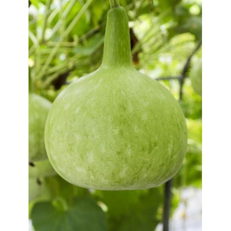 Gourde 'Mini Calebasse' le sachet de 15 graines (1g)