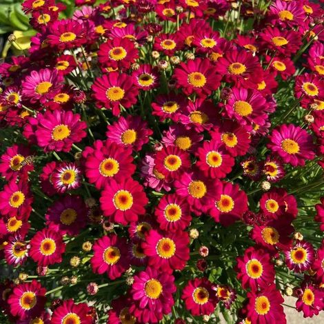 10000 Graines de petites marguerites rouges Soleil Ardent – Floraison Abondante – Non-OGM – Convient pour le jardin, le balcon et les pots – Décoration de jardin extérieure – Prairie de fleurs sauvage (1/5)