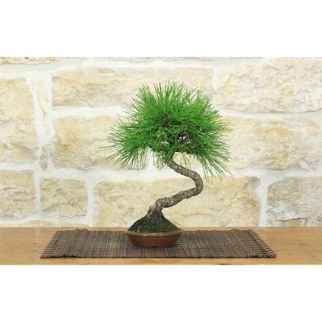 Bonsai di Pino Nero Thunbergii (93) (1/5)