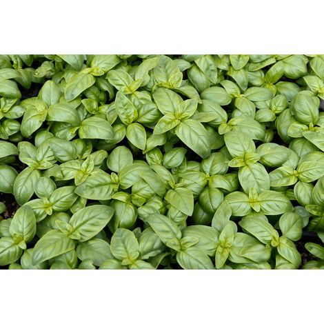 Basilic"Italiano Classico" - semences certifiées biologiques - 325 graines (1/5)
