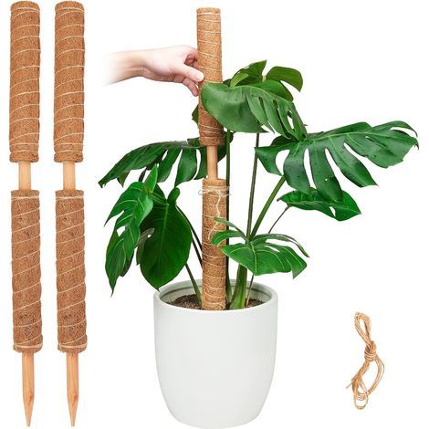 Poteau de Mousse, Support de bâtons de Plantes Extensibles, Piquets de Plantes pour Plante en Pot d'intérieur, Treillis de Plantes en Pot de Coco de 40cm pour Pothos et Autres Plantes Grimpantes (1/5)