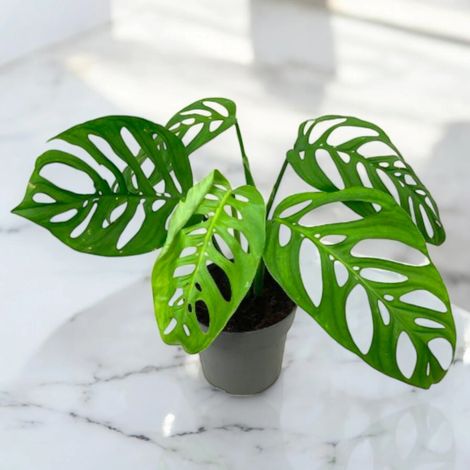Gardenaria Philodendron 'Esqueleto' - Pianta da interno ornamentale - Altezza: 40 cm (vaso 12) (1/5)