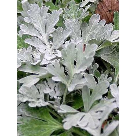 Armoise à feuilles de Cinéraire Godet de 8/9 cm (1/3)