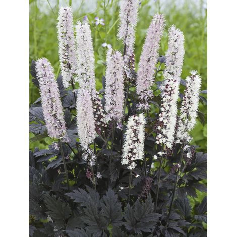 Bugbane 'Chocoholic' Godet de 8/9 cm (1/2)