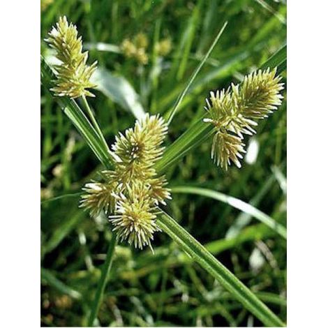 Souchet glabre Godet de 8/9 cm (1/3)