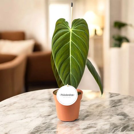Gardenaria Philodendron melanochrysum - Pianta da interno ornamentale - Altezza: 50 cm (vaso 12) (1/5)