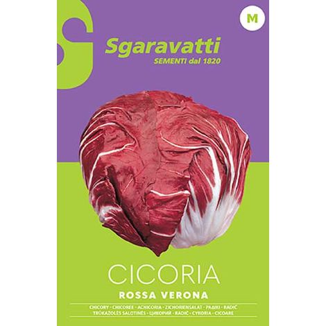 Semi per Ortaggi e Vegetali Cicoria Sgaravatti Rossa di Verona a 20 Pezzi (1/2)