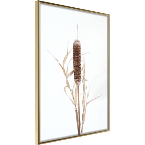 Affiche Murale Encadrée "Typha" 21 x 30 cm Or