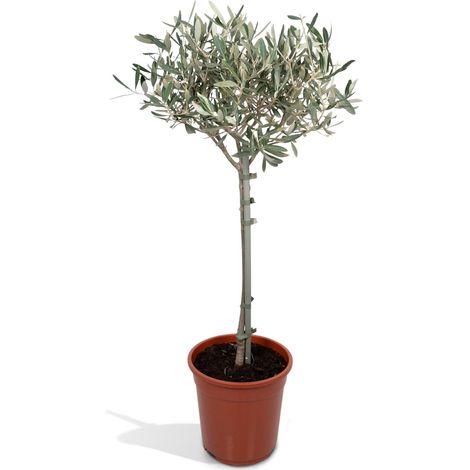 Olivier Olea Europaea sur Tige Plante Méditerranéenne Intérieur et Extérieur Ø19cm H90cm - PANGIVO (1/5)