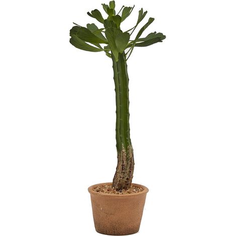 EDG Enzo De Gasperi Cactus West con Vaso Carta H 53 Cm Colore Verde (1/5)