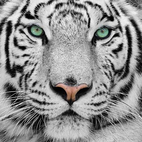 Tableau animaux tigre blanc du bengale - 50x50 cm (1/5)