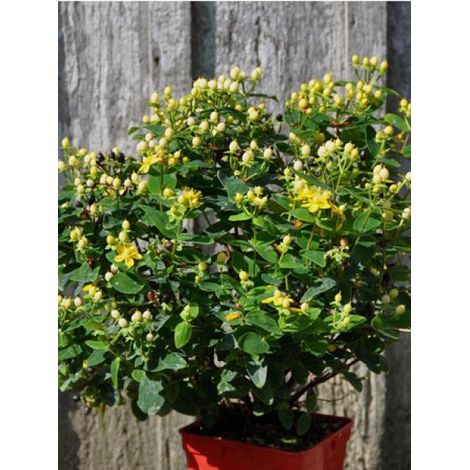 Millepertuis 'Magical® sunshine 'kolmasun' ' Pot de 2L/3L (1/2)
