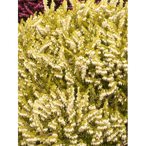 Bruyère des neiges 'Golden Perfect' Pot de 10 cm/11cm (1/2)