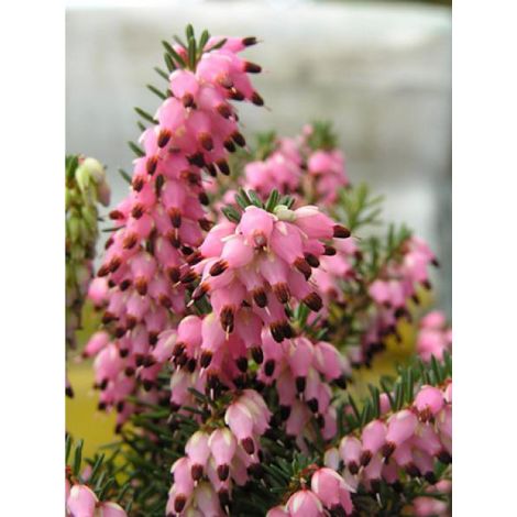 Bruyère des neiges Winter Belles® 'phoebe ' Godet de 8/9 cm