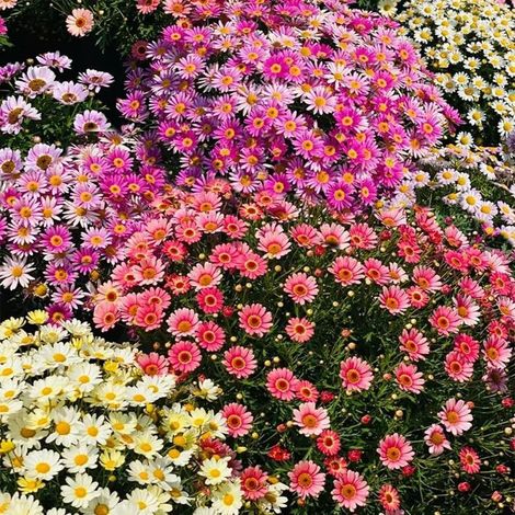 10000 Graines de petites marguerites colorées – Floraison Abondante – Non-OGM – Convient pour le jardin, le balcon et les pots – Décoration de jardin extérieure – Prairie de fleurs sauvages (1/5)
