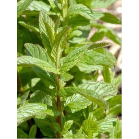 Menthe 'Naine Verte du Maroc' Godet de 7/8 cm (1/2)