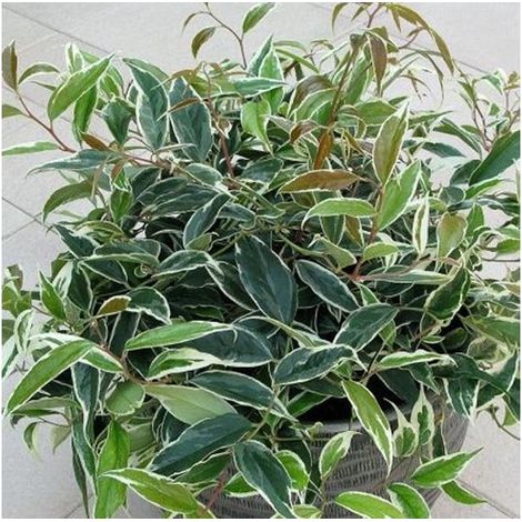 1 PIANTA DI LEUCOTHOE WHITEWATER SEMPREVERDE VASI AIUOLE