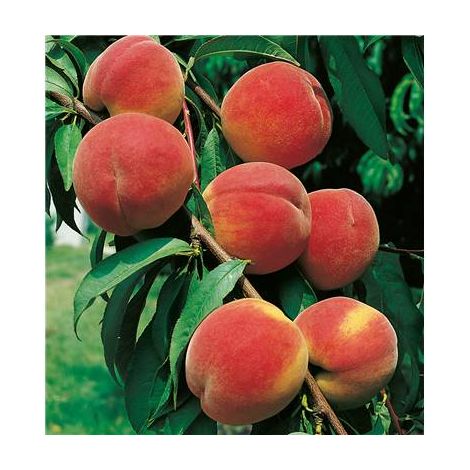 PECHER RED HAVEN - LE SCION GREFFE - ARBRES FRUITIERS