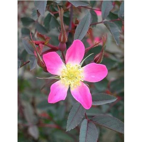 Rosier botanique glauca Pot de 2L/3L, Qualité 2 branches, Sur propres racines ( non greffé)