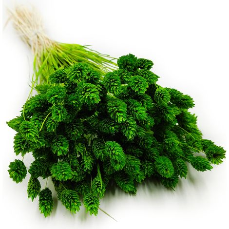 Phalaris essiccata - Erba canarino - Verde