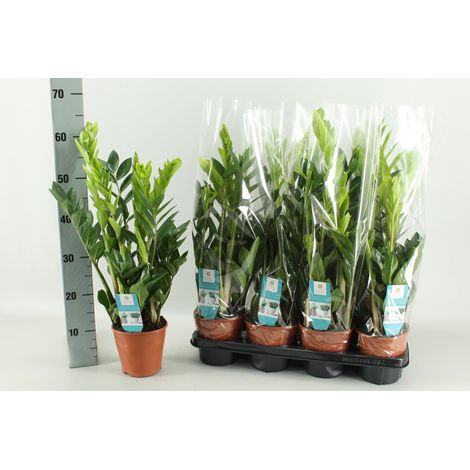 Zamioculcas zamiifolia Plante d'Intérieur Verte Facile d'Entretien Pot Ø 14 cm Hauteur 65 cm - PANGIVO