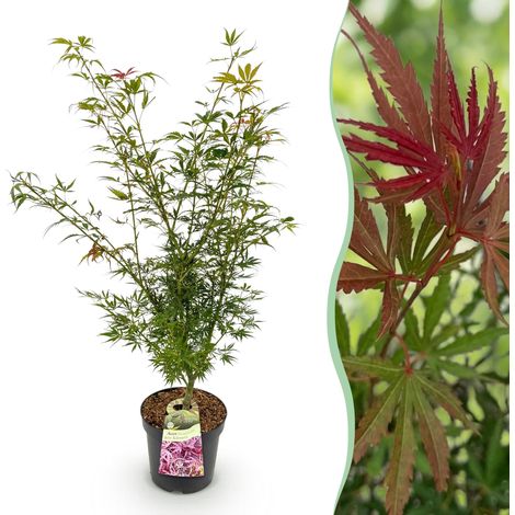 Érable du Japon Acer palmatum Jerre Swarts - Arbuste Décoratif Orange-Rouge - Pot 26 cm - 90 cm - PANGIVO (1/5)