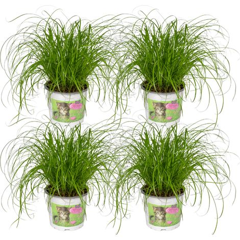 Cyperus Alternifolius Herbe à Chat - Lot de 4 Plantes Vertes d'Intérieur - Pot Ø12 cm - Hauteur 20 cm - PANGIVO (1/5)