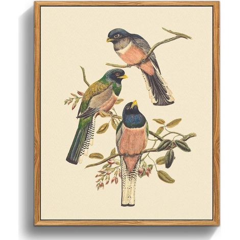Vintage Trogon Vogel Leinwandbild mit Holzrahmen 30x40cm Wohnzimmer (1/5)