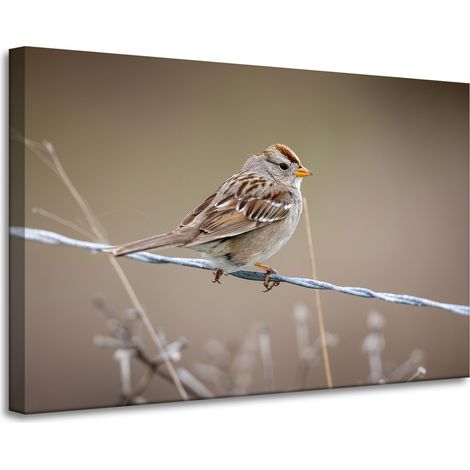 Leinwanddruck Tiere Spatz 90x60 cm