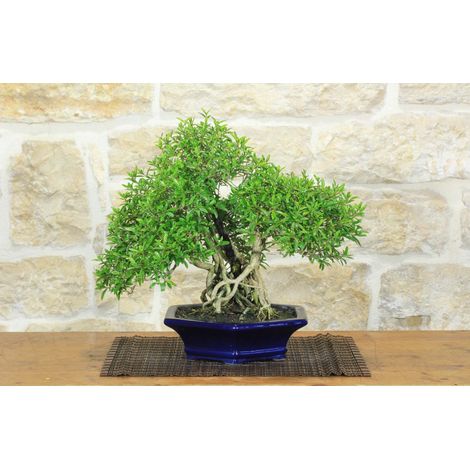 Bonsai di Serissa (3) (1/5)