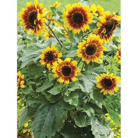 Soleil, Tournesol 'Helios Flame F1' le sachet de 25 graines