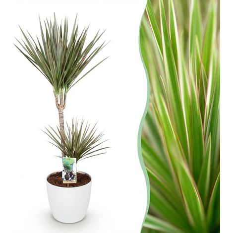 Dracaena Marginata Bicolor Arbre à Dragon Plante d'Intérieur avec Pot Blanc 21 cm Hauteur 90-100 cm - PANGIVO (1/5)
