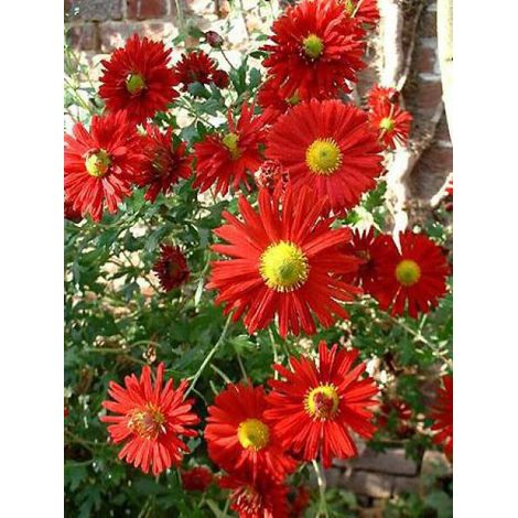 Marguerite d'automne 'Duchess of Edinburg' Godet de 8/9 cm (1/2)