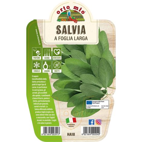 1 PIANTA DI SALVIA FOGLIA LARGA VASO 14CM MASTERCHEF
