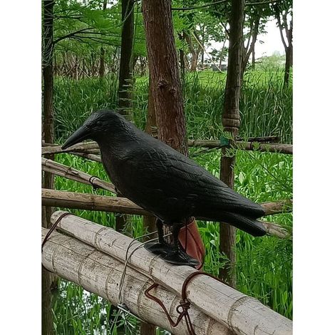 Corbeau noir en plastique, solution répulsive pour oiseaux, effraie les pigeons et les oiseaux (1/5)