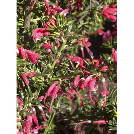 Grévillier 'Poorinda Rondeau' Pot de 3L/4L, Buisson, Touffe