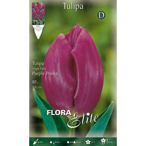 Bulbi di Tulipano Single Early Purple Prince (CONFEZIONE DA 7 BULBI)